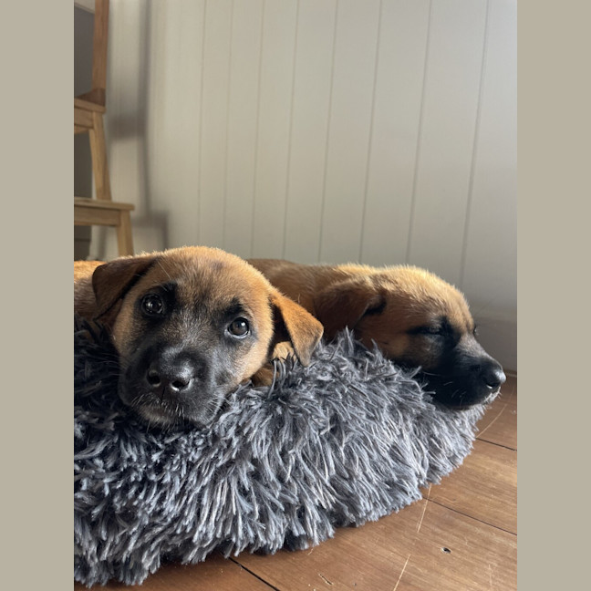 Photo of Luna
