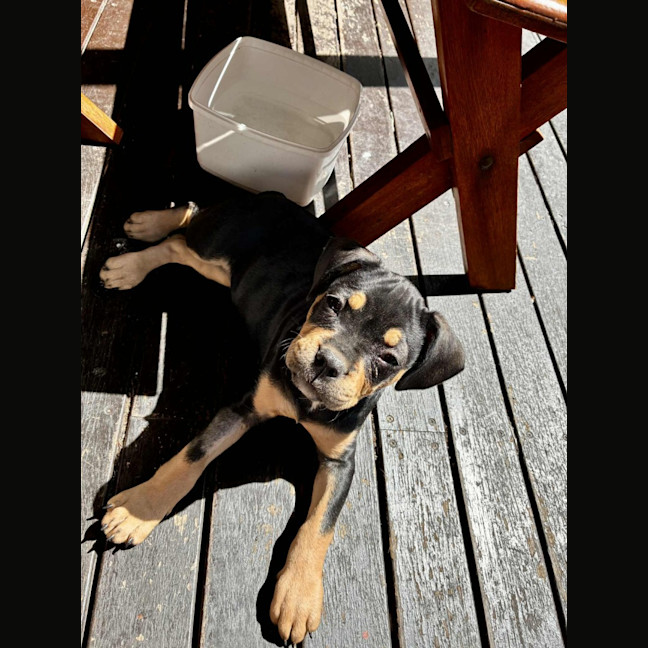 Photo of Maisy – 3 Month Old French Bulldog X