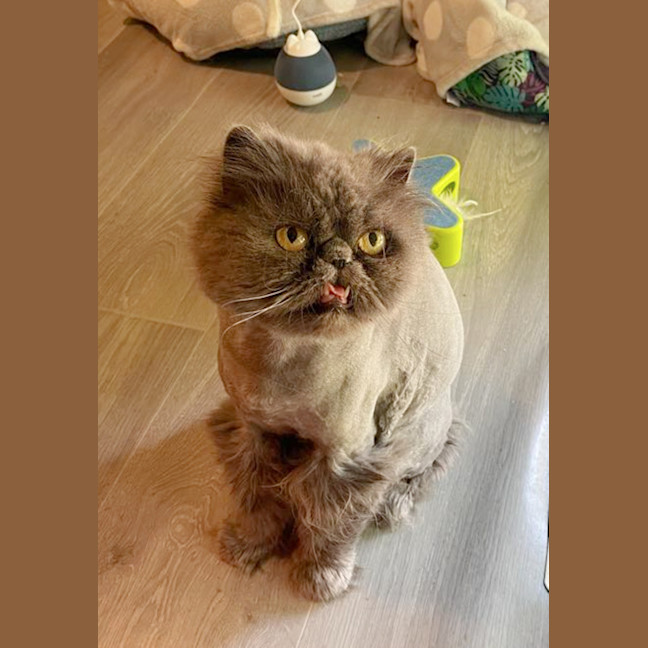 Photo of 🧡Artemis & Lula💙