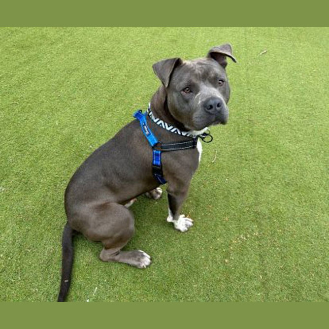 Photo of Blue
