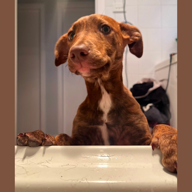 Photo of Rosie   4 Month Old Kelpie X Staffy (Trial 5/10)