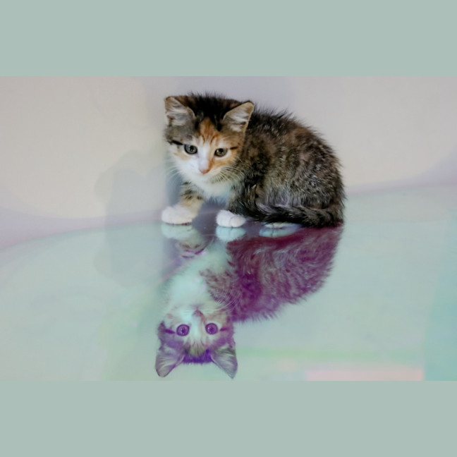 Photo of Skittles