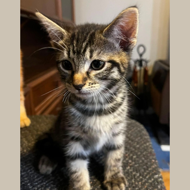 Photo of Dorito