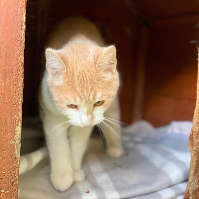 Photo of Louie 