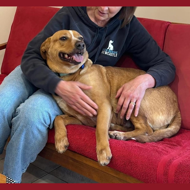 Photo of Phoebe   4 Year Old Cattle Dog X