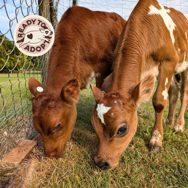 Photo of Chester & Charlie