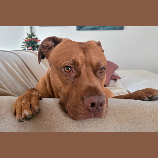 Photo of Boof   2 Year Old Mastiff X