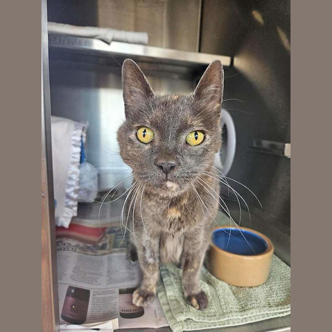 Photo of Smokey