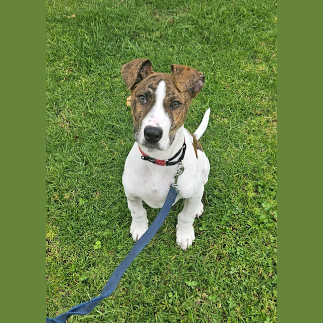 Photo of Milo