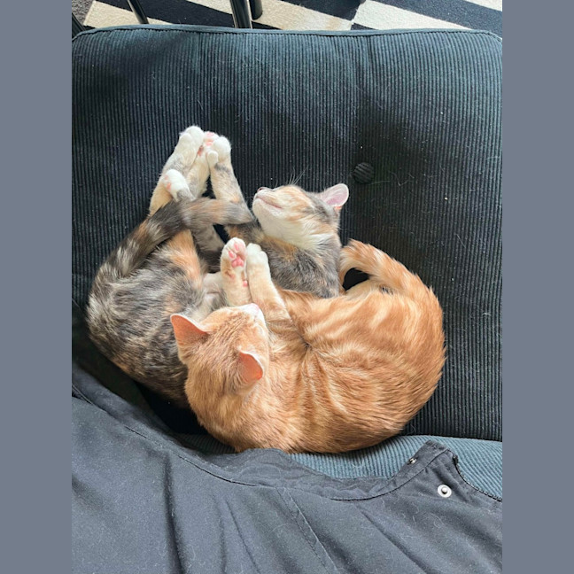 Photo of Purrl & Punchy