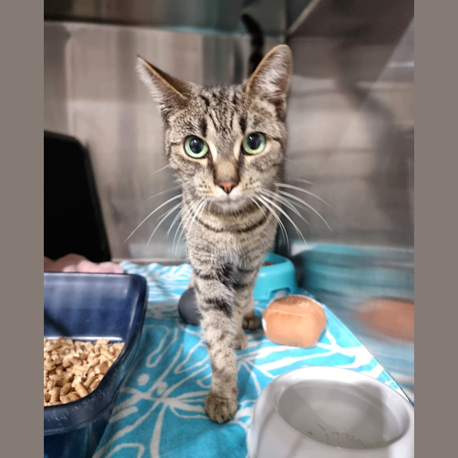 Photo of Nala