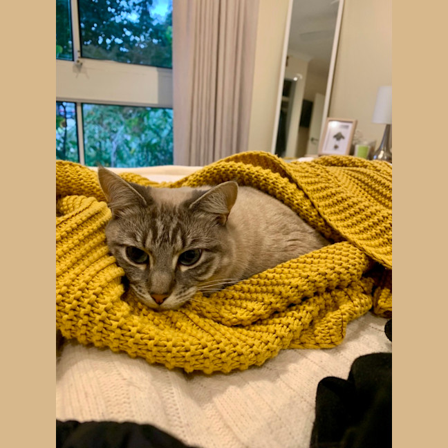 Photo of Luna Blue Eyes