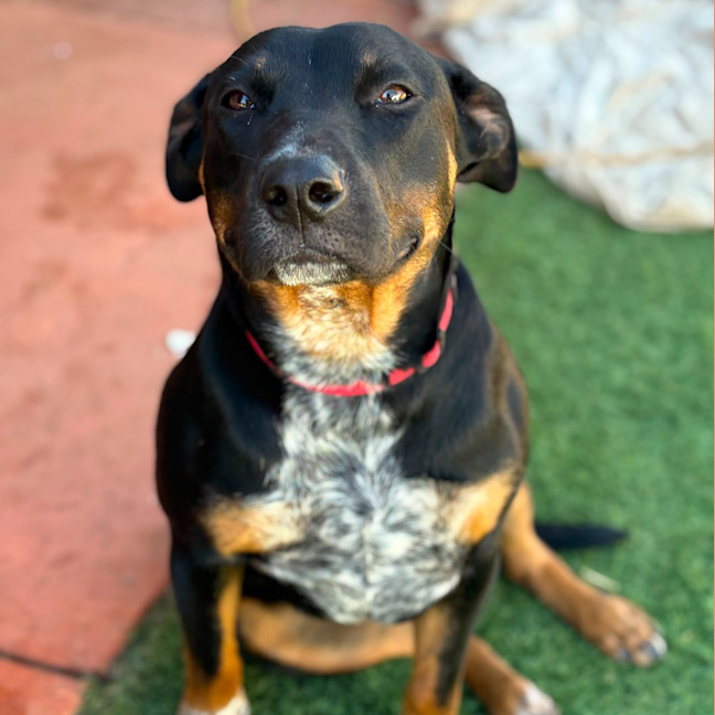 Photo of Posy