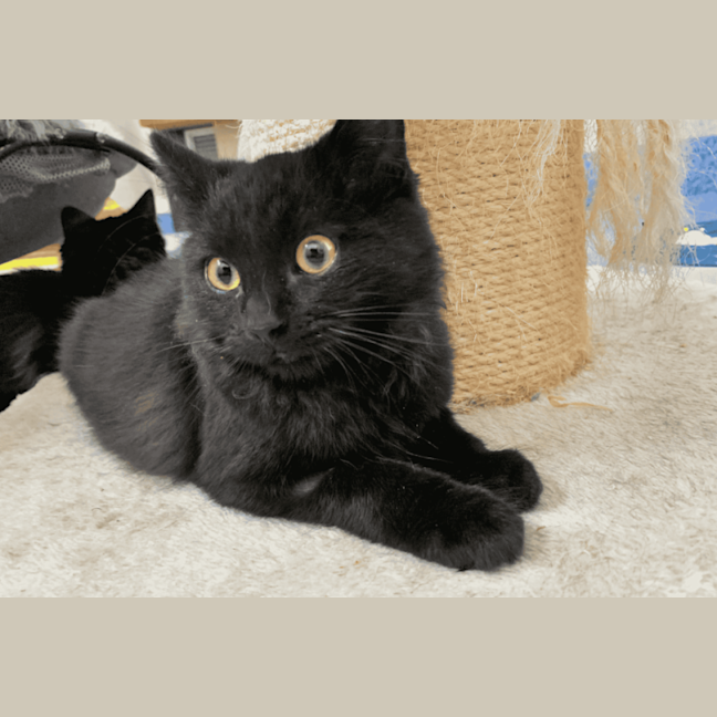 Photo of Sora