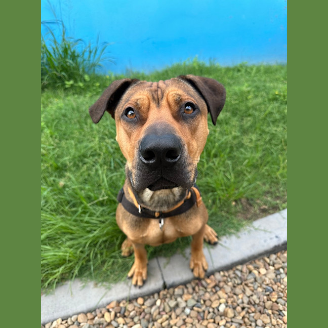 Photo of Rosco