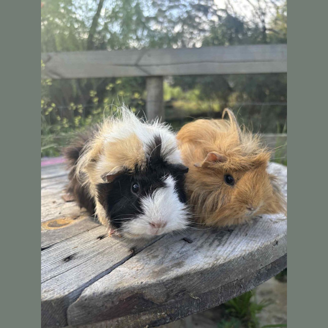 Photo of Peanut And Mochi