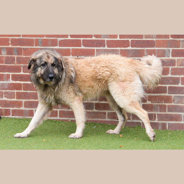 Photo of Lucky