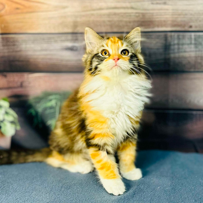 Photo of Ariel   Located In Wallan