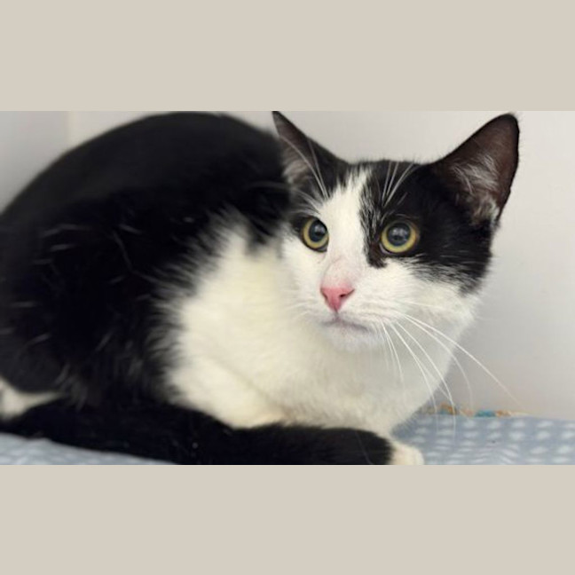 Photo of Whiskers 