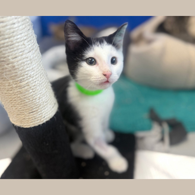 Photo of Ollie Pickles