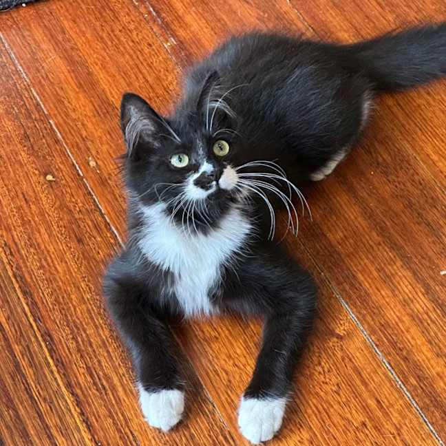 Photo of Poppy 