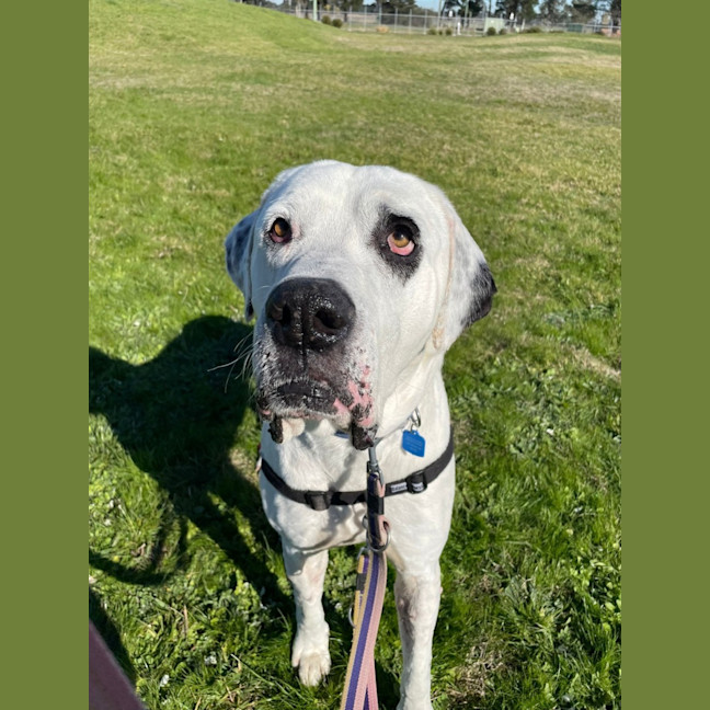 Photo of Chiko