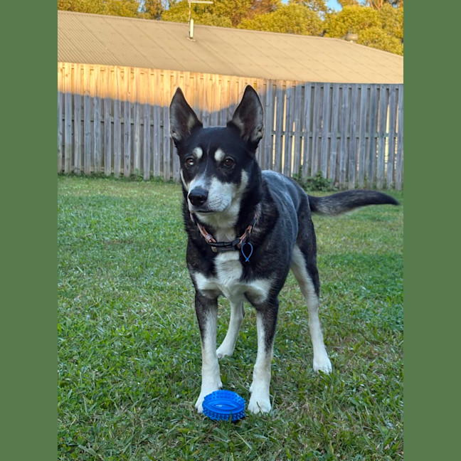 Photo of Diesel *$350 Adoption Fee*