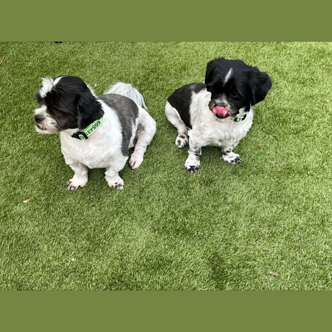 Photo of Bonded Sisters