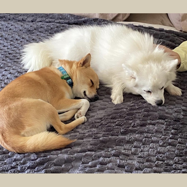 Photo of Snowy And Barney