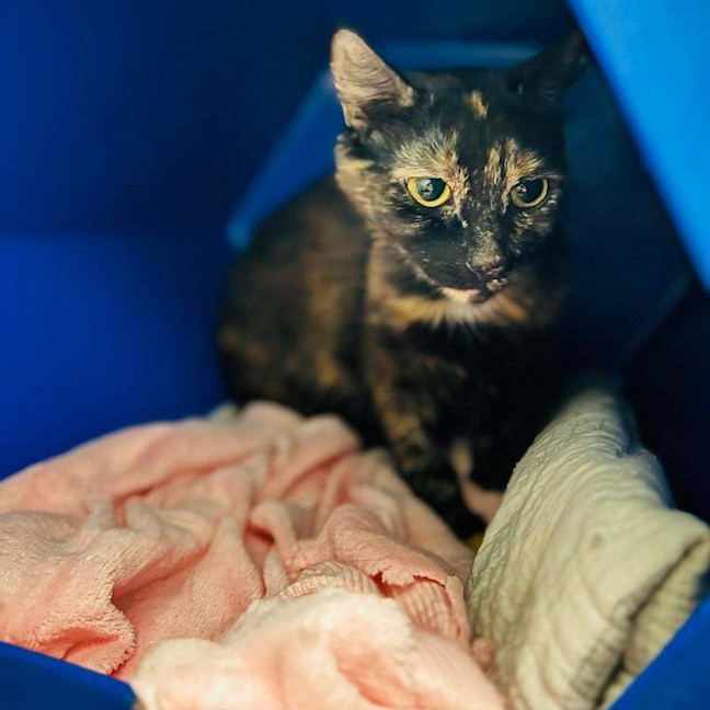 Photo of Maple