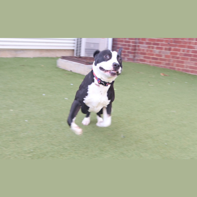 Photo of Enzo