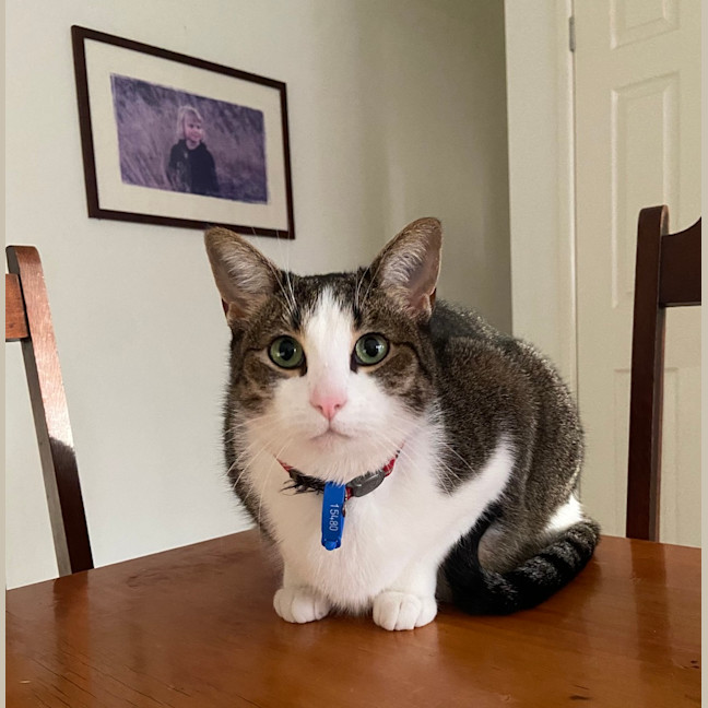 Photo of Melon