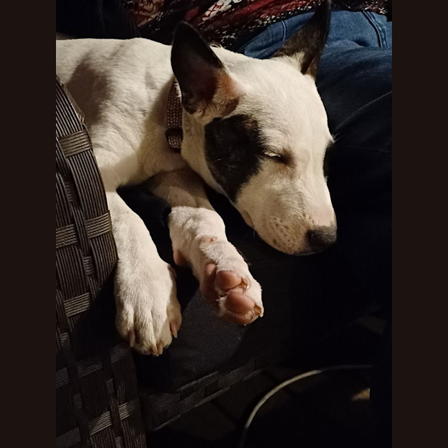 Photo of Nieve   4 Month Old Mixed Breed