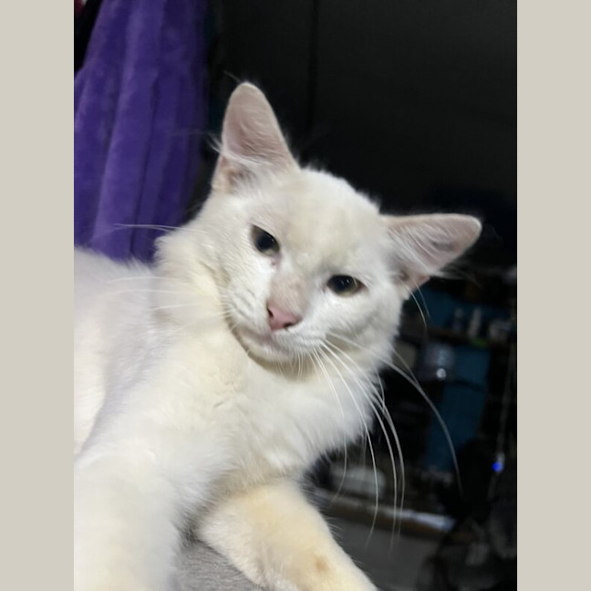 Photo of Akira