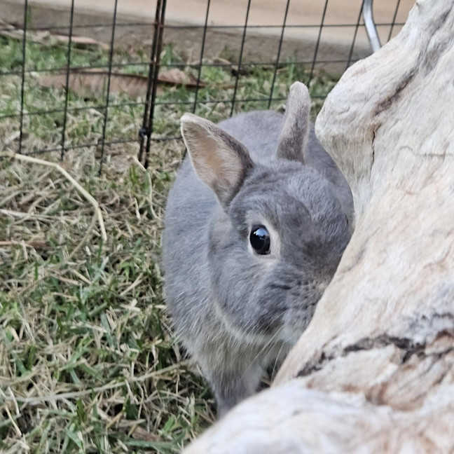 Photo of Phoenix