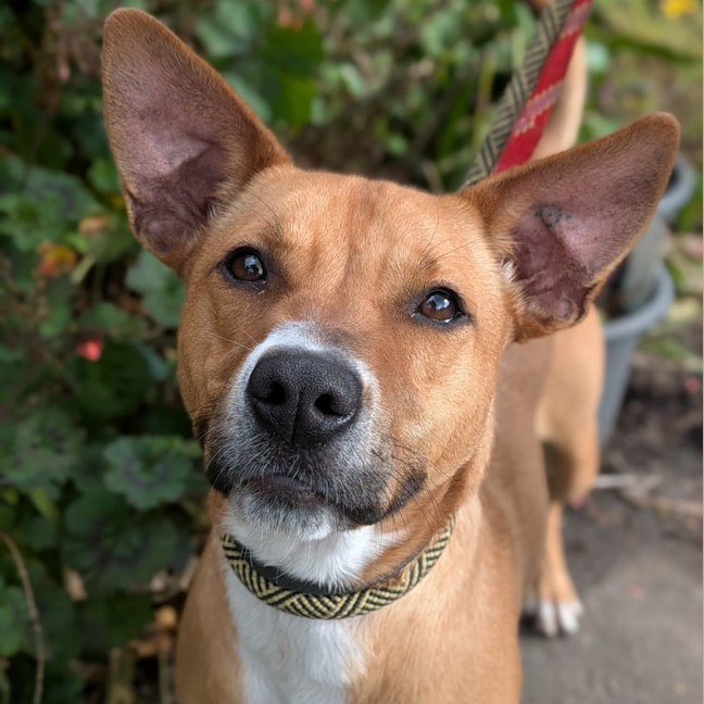 Photo of Turbo