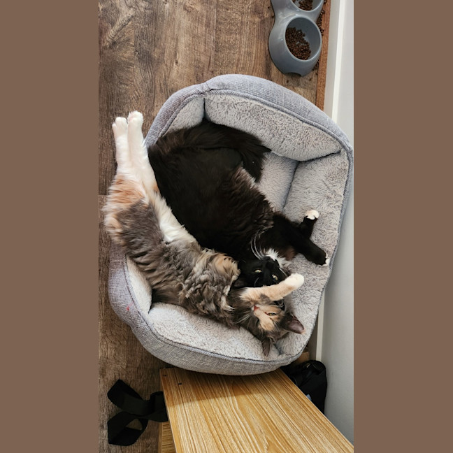 Photo of Cassie (And Smoky)