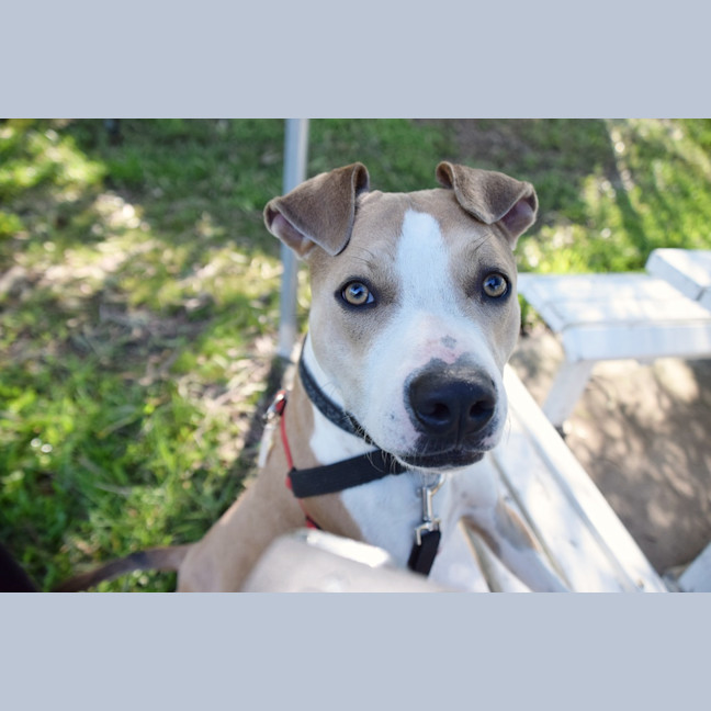Photo of Jasper