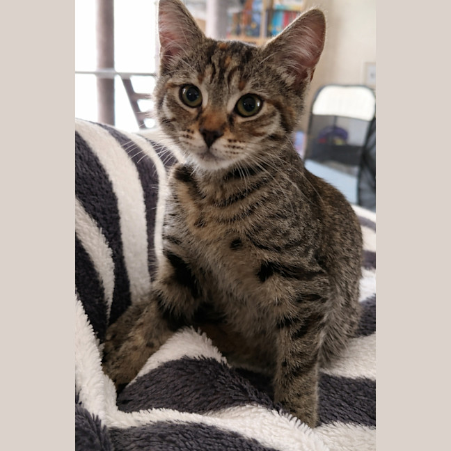 Photo of Astra