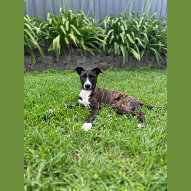 Photo of Macie   5 Month Old Staffy X (Trial)