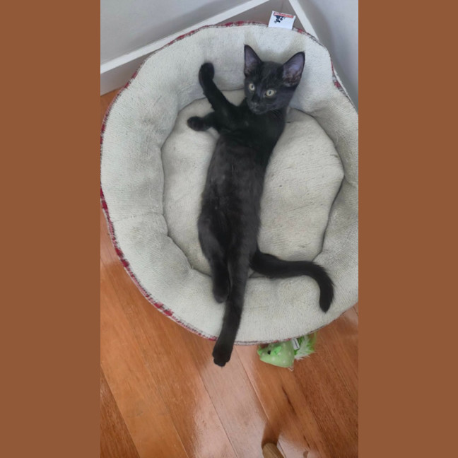 Photo of Salem