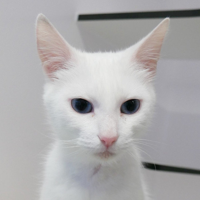 Photo of Ivory Rsta015164