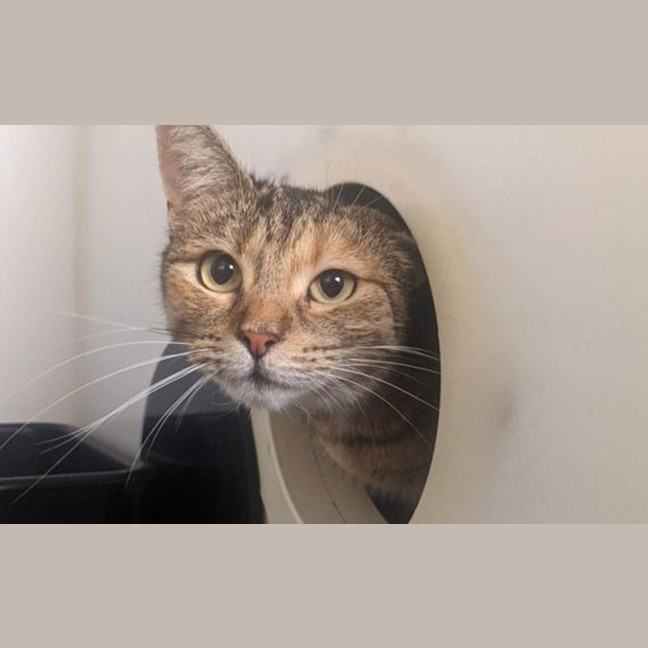 Photo of Luna
