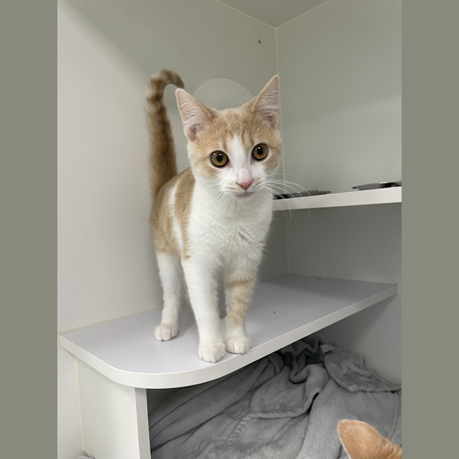 Photo of Cheeto