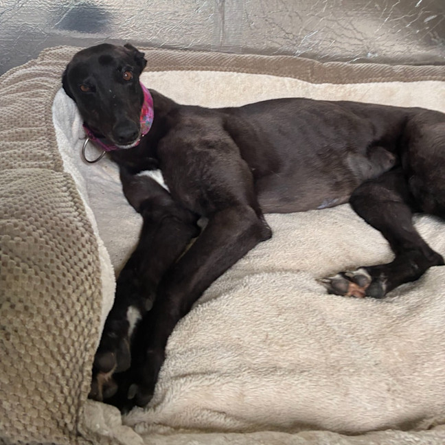 Photo of Silverstar The Greyhound