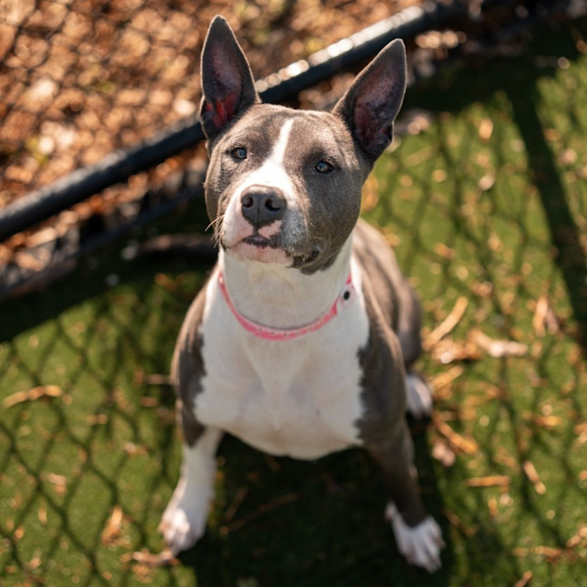 Photo of Kallie Imp 978