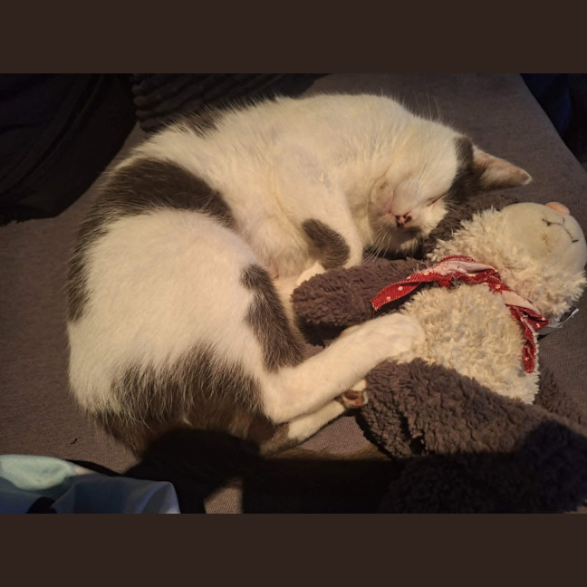 Photo of Daisy