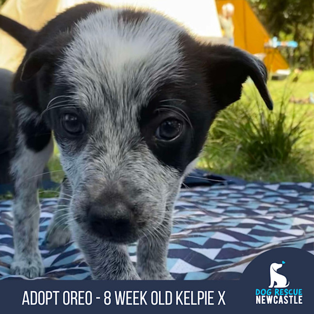 Photo of Oreo   8 Week Old Kelpie X (Trial)