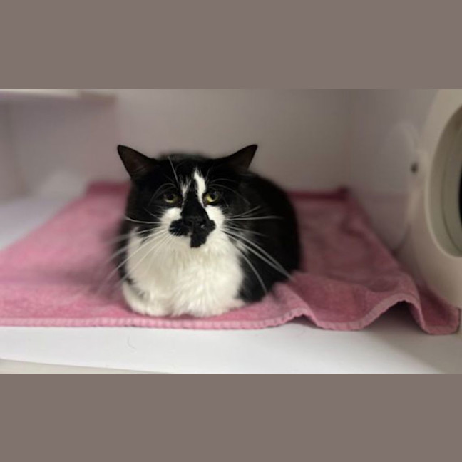 Photo of Missy Moo