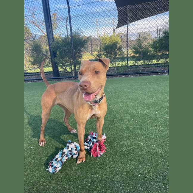 Photo of Cali Imp 1056